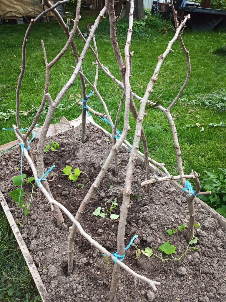 Homesteading in the Backyard