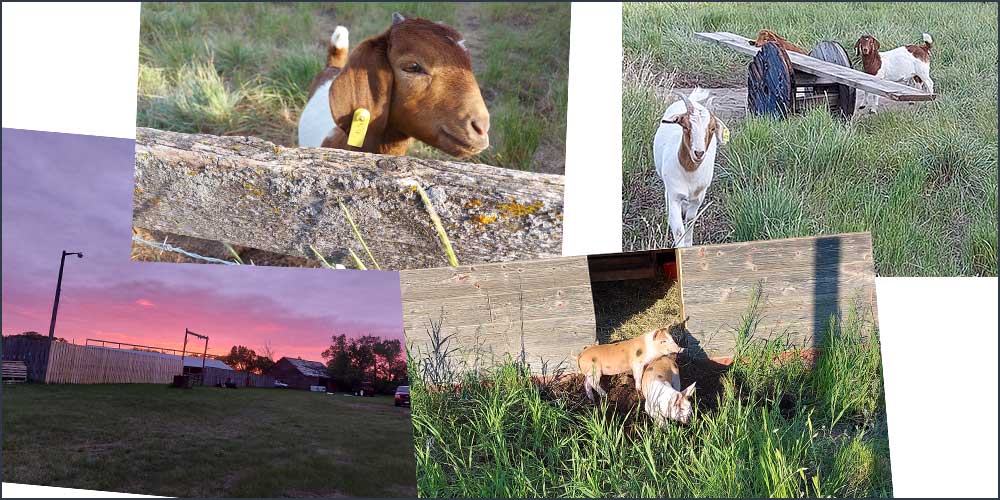 collage of a homestead life including goat