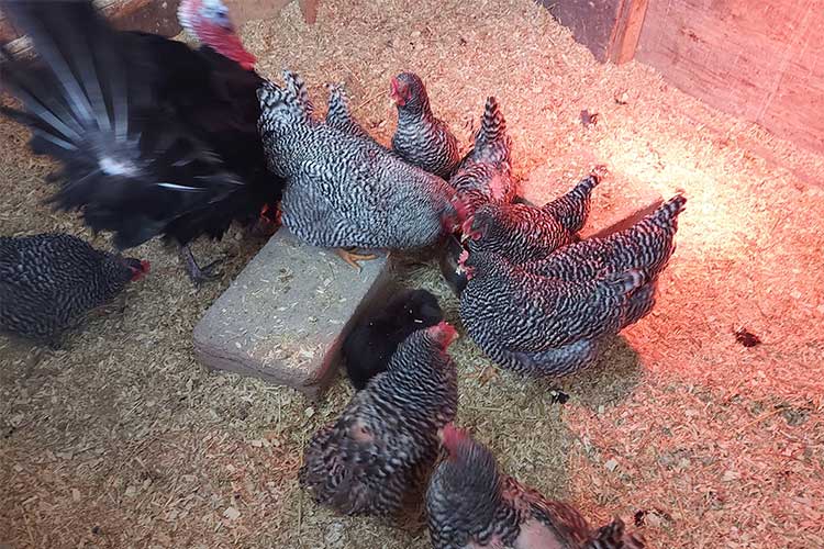 chickens