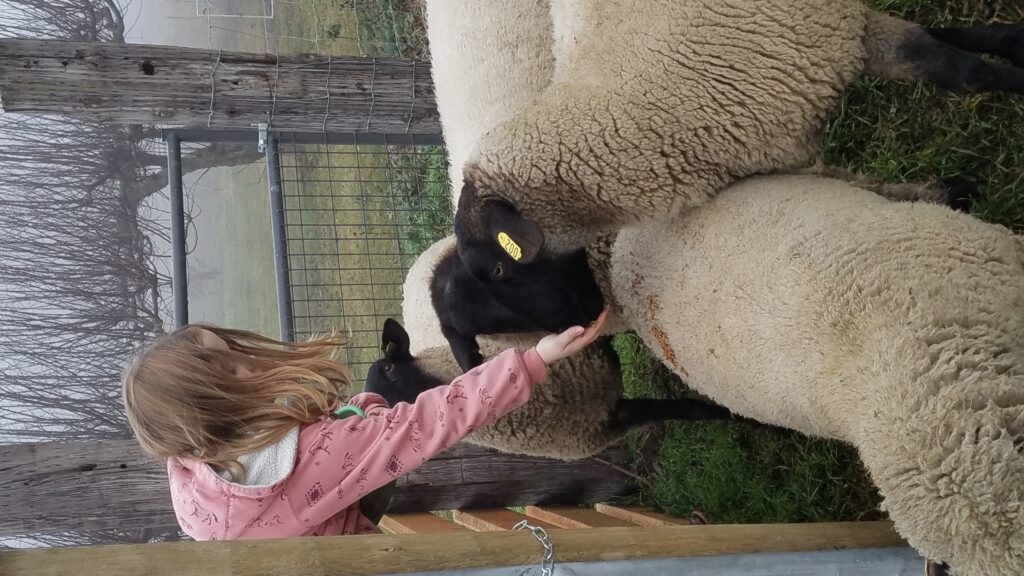 Combining the homesteading lifestyle with homeschooling is one way that parents can teach valuable life lessons.