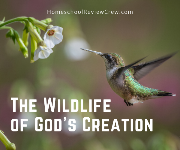 The Wildlife of God's Creation @ HomeschoolReviewCrew.com