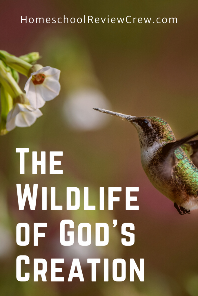 The Wildlife of God's Creation @ HomeschoolReviewCrew.com